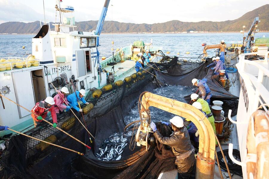 仕掛けた大網の引き上げ作業